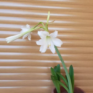 Alternative view of Hippeastrum Argentinum 1 bulb, tucumanum.