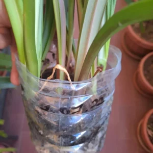 Alternative view of Hippeastrum aulicum 'Corupa ' - 1 bulb