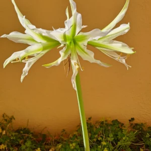 Alternative view of Hippeastrum AP6 X White Nile 10 seeds.