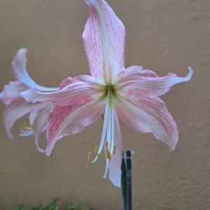 Hippeastrum hybrid RTYn1 - 1 bulb.