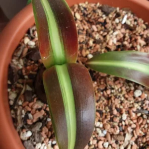 Hippeastrum aulicum var Robustum x #1851 reticulatum 10 seeds.