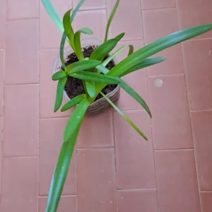 Hippeastrum Pampeanum 1 bulb