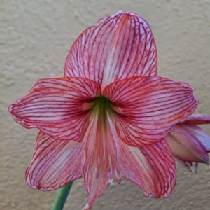 Hippeastrum Orange Varie Variegated Leaves - 1 bulb.