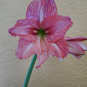 Alternative view of Hippeastrum Orange Varie Variegated Leaves - 1 bulb.