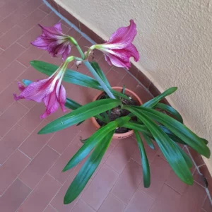 Alternative view of Hippeastrum Hyb. ERPn1 - 1 bulb.