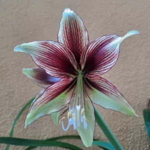 Hippeastrum KPn1 - 1 Bulb.
