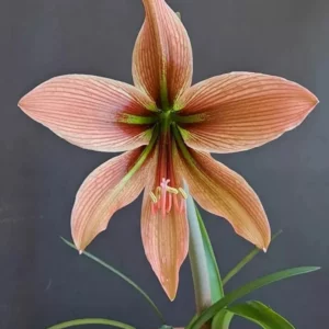 Alternative view of Hippeastrum 'Caramello'- 1 bulb.