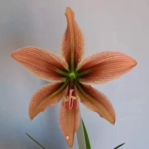 Hippeastrum 'Caramello'- 1 bulb.
