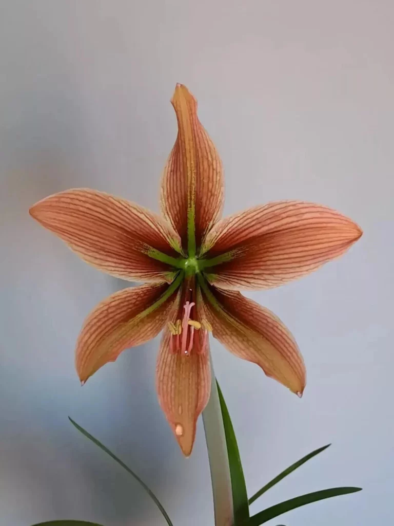 Hippeastrum 'Caramello'- 1 bulb.