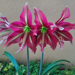Hippeastrum Machupijchense hybrid 2 bulbs.
