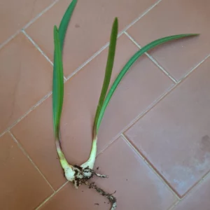 Alternative view of Hippeastrum Machupijchense hybrid 2 bulbs.
