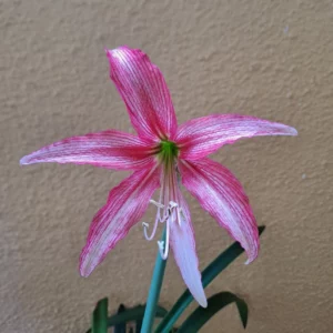 Hippeastrum KMHn2 - 1 bulb.