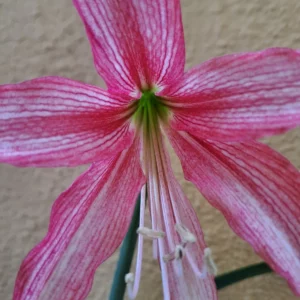 Alternative view of Hippeastrum KMHn2 - 1 bulb.