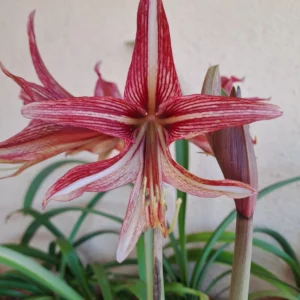 Hippeastrum Variegated hybrid C#1810 - 1 bulb.