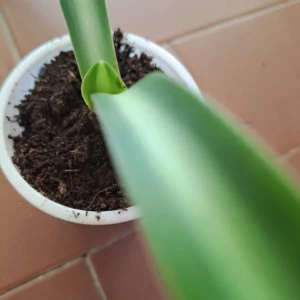 Alternative view of Hippeastrum Variegated hybrid C#1810 - 1 bulb.