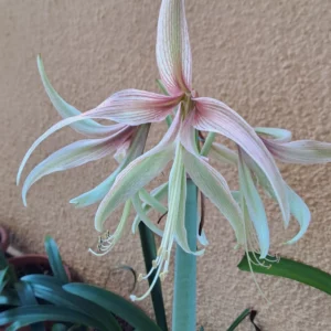Alternative view of Hippeastrum Tarantula - 1 Bulb.