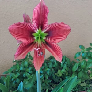 Hippeastrum Papilio X Aulicum - 1 bulb.
