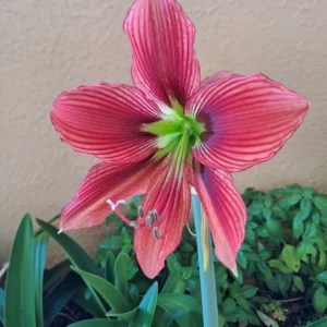 Alternative view of Hippeastrum Papilio X Aulicum - 1 bulb.