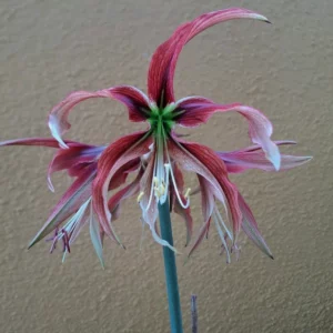 Alternative view of Hippeastrum APHn2 - 1 bulb.