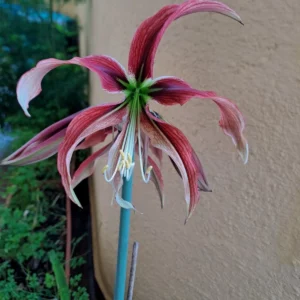 Hippeastrum APHn2 - 1 bulb.