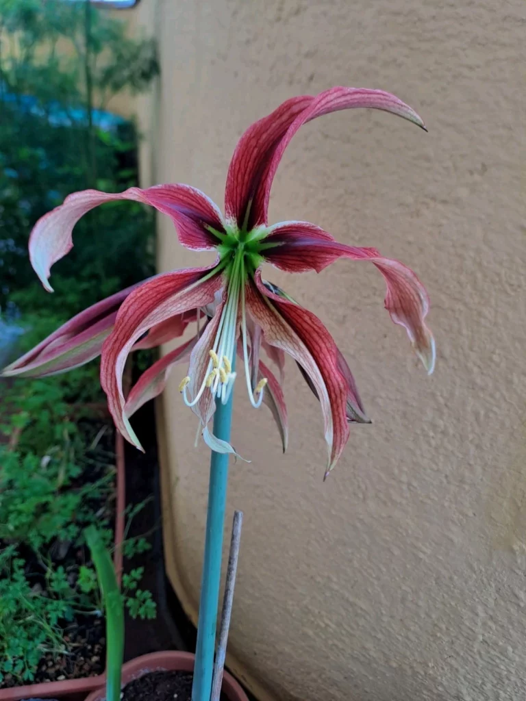Hippeastrum APHn2 - 1 bulb.