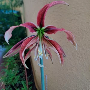 Hippeastrum APHn2 x Tennuo No May variegated - 10 seeds.