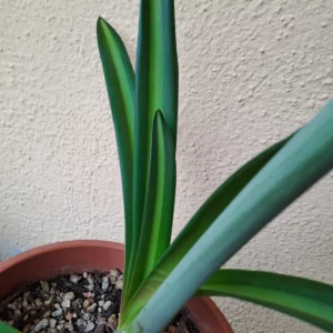 Alternative view of Hippeastrum Reticulatum hybrid - 1 bulb.