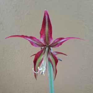 Hippeastrum CM N1- 1 Bulb.