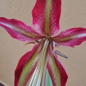 Alternative view of Hippeastrum CM N1- 1 Bulb.