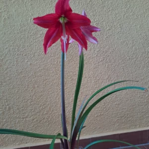 Hippeastrum Hybrid KMHn1 - 1 bulb.
