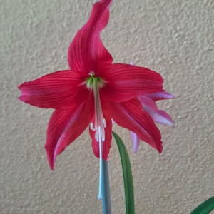 Alternative view of Hippeastrum Hybrid KMHn1 - 1 bulb.