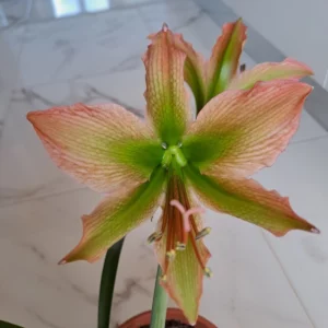 Alternative view of Hippeastrum Calyptratum Hybrid N5 - 1 bulb.
