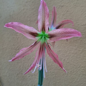 Hippeastrum AH Hybrid N1 - 1 bulb.