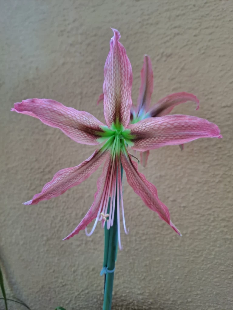 Hippeastrum AH Hybrid N1 - 1 bulb.