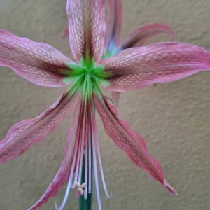 Alternative view of Hippeastrum AH Hybrid N1 - 1 bulb.