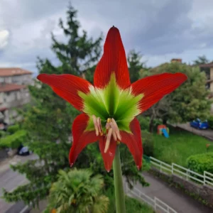 Alternative view of Hippeastrum Green and Saturn - 1 bulb.