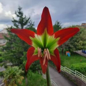 Hippeastrum Green and Saturn - 1 bulb.