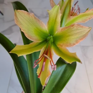 Hippeastrum Calyptratum Hybrid N1 - 1 bulb.
