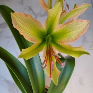 Alternative view of Hippeastrum Calyptratum Hybrid N1 - 1 bulb.