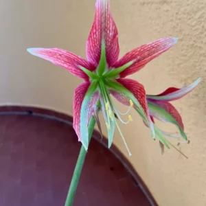 Alternative view of Hippeastrum mandonii Hybrid 1 bulb.
