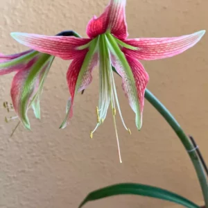 Hippeastrum mandonii Hybrid 1 bulb.