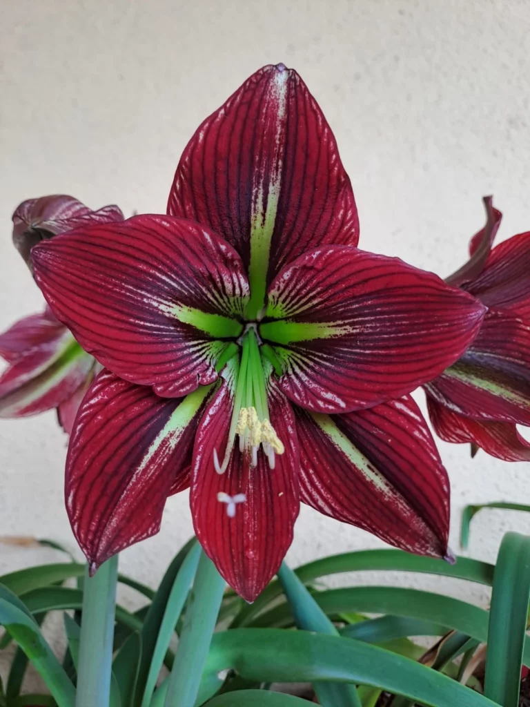Hippeastrum PM Hybrid n2 - 1 bulb. 4,6cm