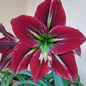 Alternative view of Hippeastrum PM Hybrid n2 - 1 bulb.