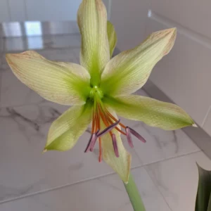 Alternative view of Hippeastrum Aulicum var Robustum x Calyptratum hybrid n2- 10 seeds.