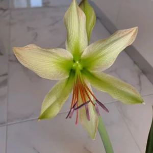Hippeastrum Calyptratum Hybrid N1 - 1 bulb.