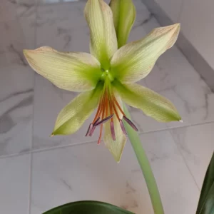 Alternative view of Hippeastrum Calyptratum Hybrid N1 - 1 bulb.