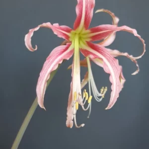Alternative view of Hippeastrum Harushigure- 1 Bulb.