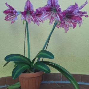 Hippeastrum 'Autumn Rose Lady' Variegated - 1 bulb.