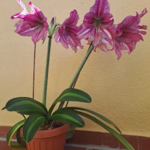 Alternative view of Hippeastrum 'Autumn Rose Lady' Variegated - 1 bulb.