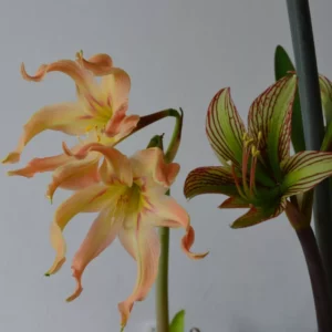 Alternative view of Hippeastrum Evansiarum x Iguazuanum - 1 bulb.